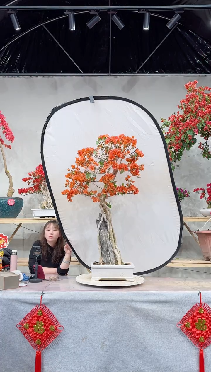 【闪购商品】盆景波伊斯玫瑰