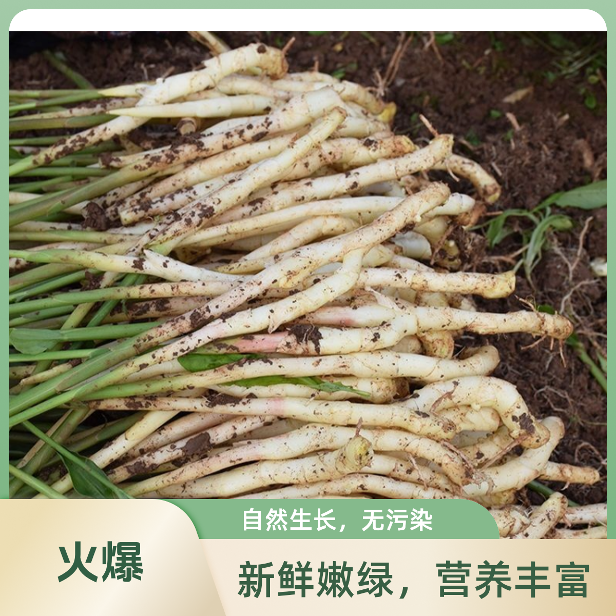 四川夏季竹节小嫩姜1斤起新鲜嫩姜