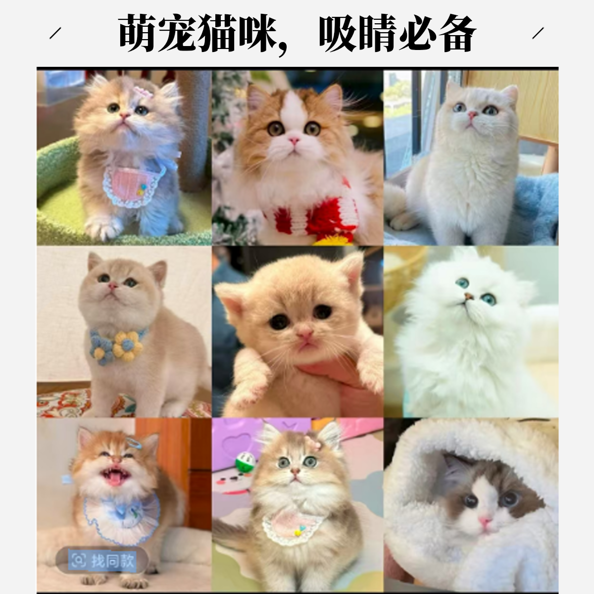 精品健康全品种猫