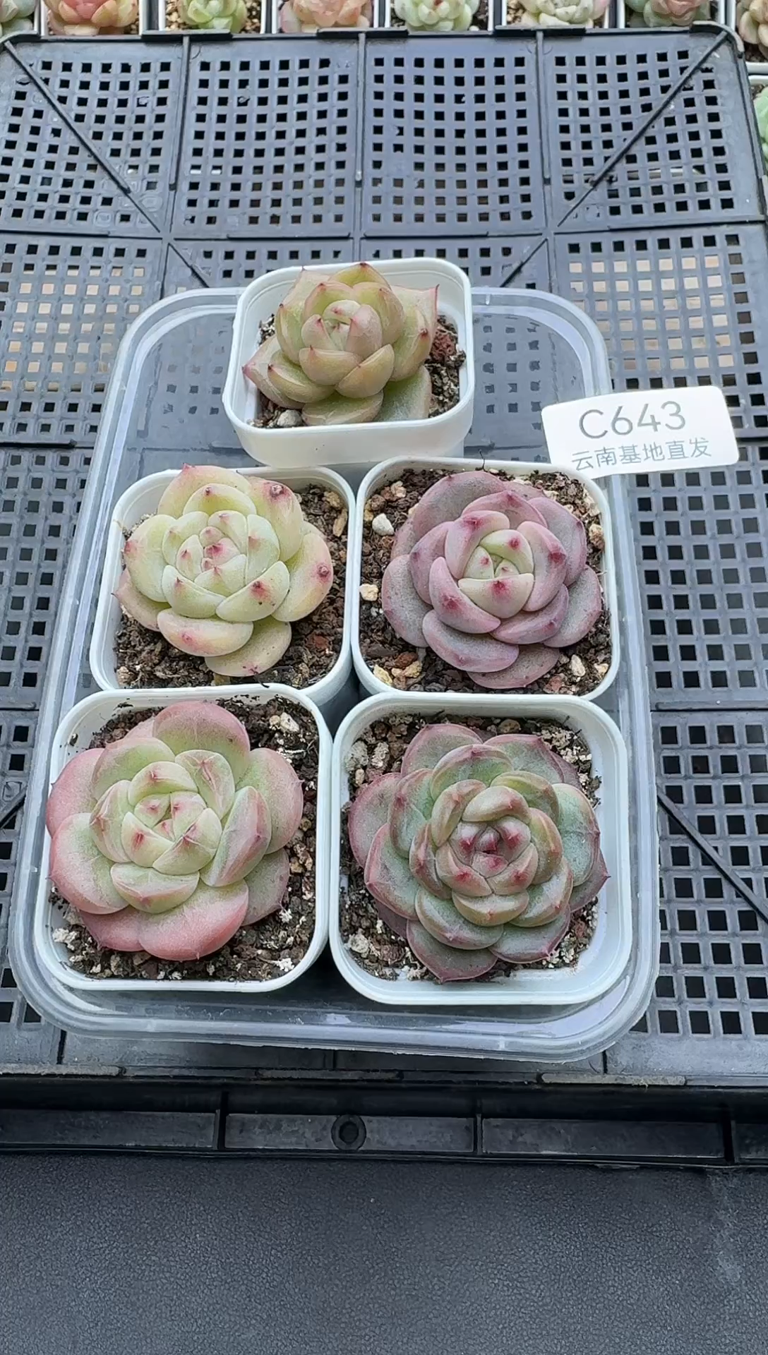 珍妮杂交多肉C643