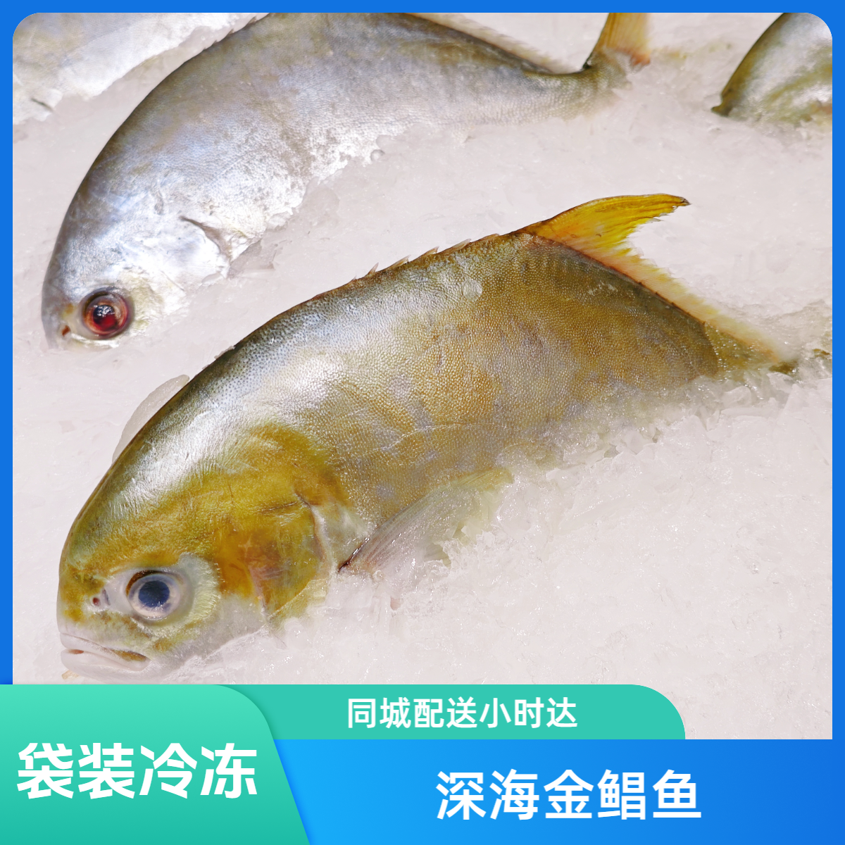 深海金鲳鱼 500-600g 