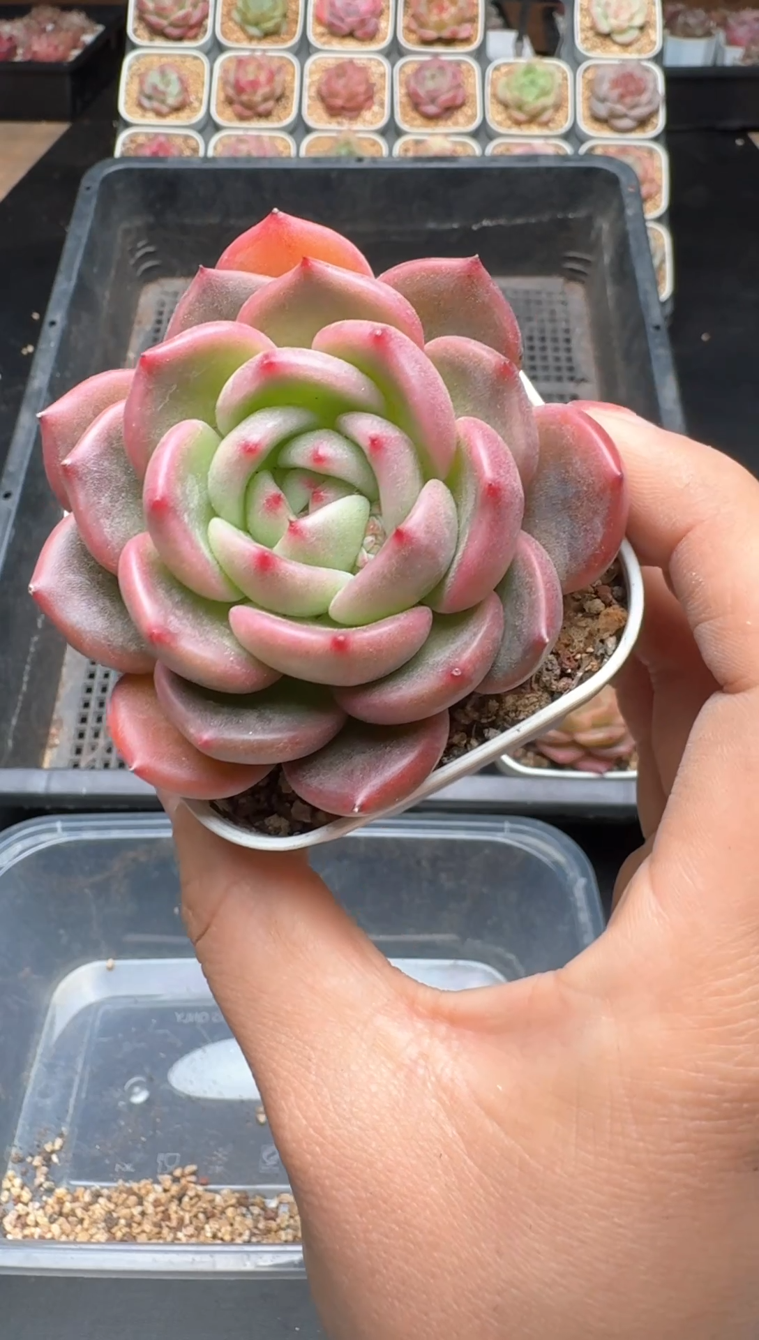 【闪购商品】976A物拍多肉带盆土6.5杯拍3颗包柚