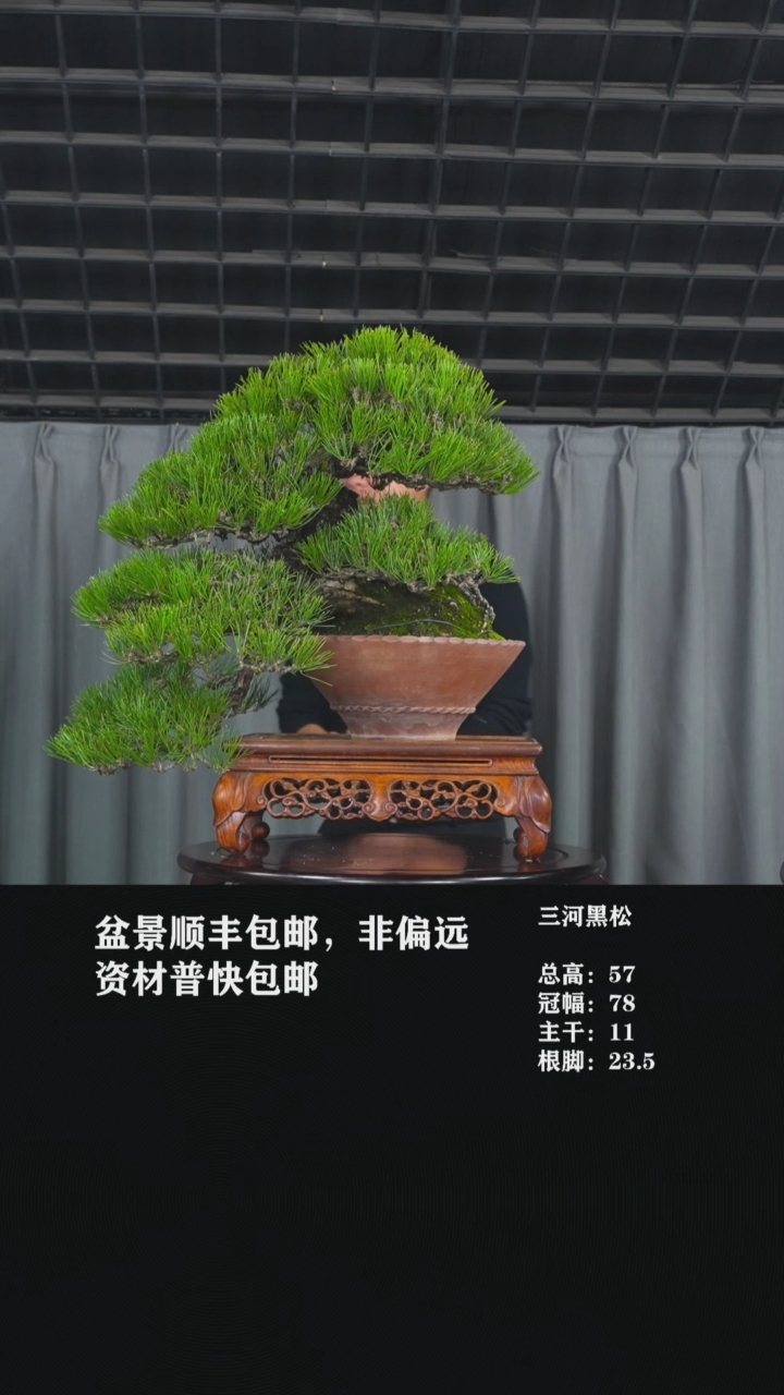 【闪购商品】-三河黑松