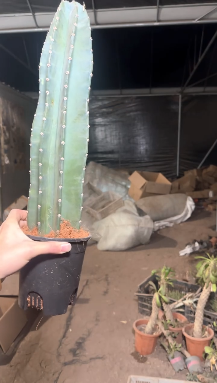 【带盆土】20cm+ 量天尺