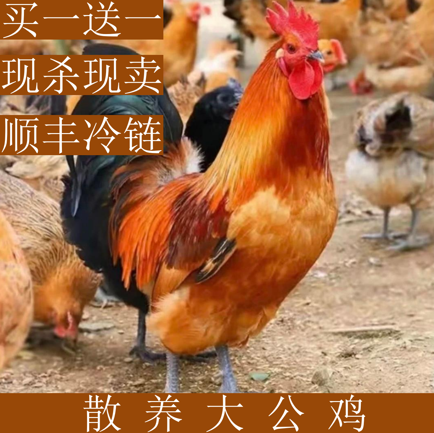 农家散养黑脚大公鸡土鸡一只净重3.5斤现宰现散养鸡中国乡村