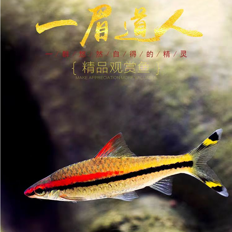 一眉道人鱼小型热带观赏鱼群游灯科鱼淡水草缸活体