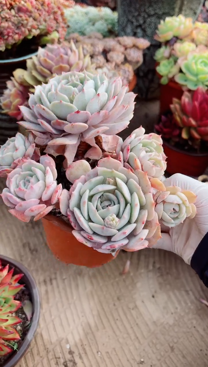 【闪购商品】02348