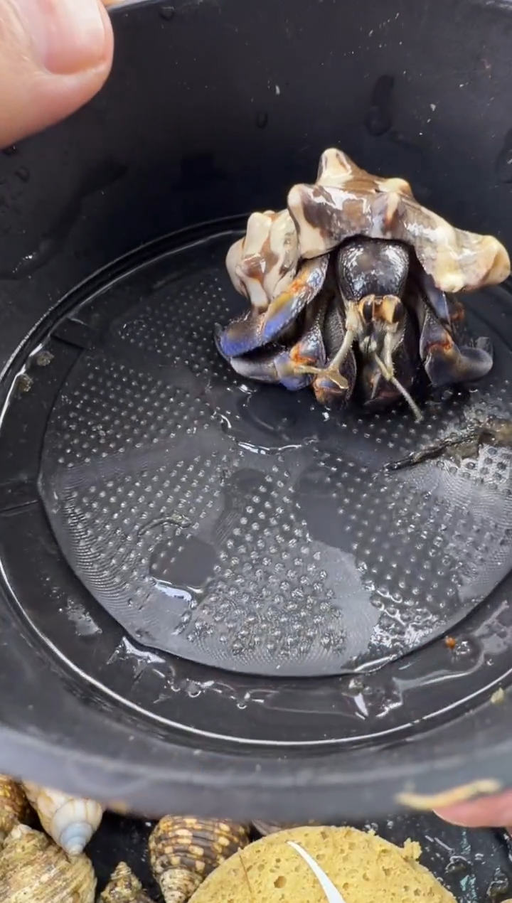 2.4口紫陆一只，不包全品