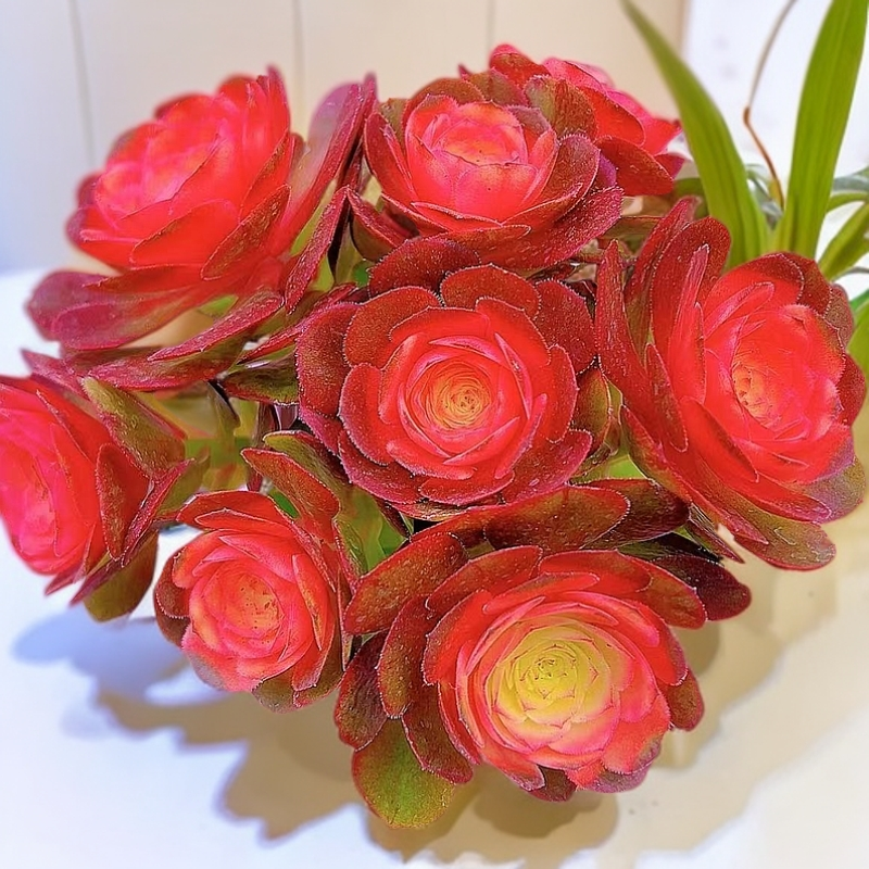 红心万圣节法师办公室窗台庭院花卉绿植盆栽室内室外好活多肉脱土