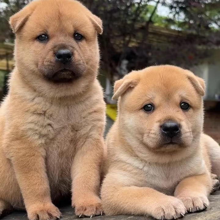 【三阳精选】田园犬宠物活体链接