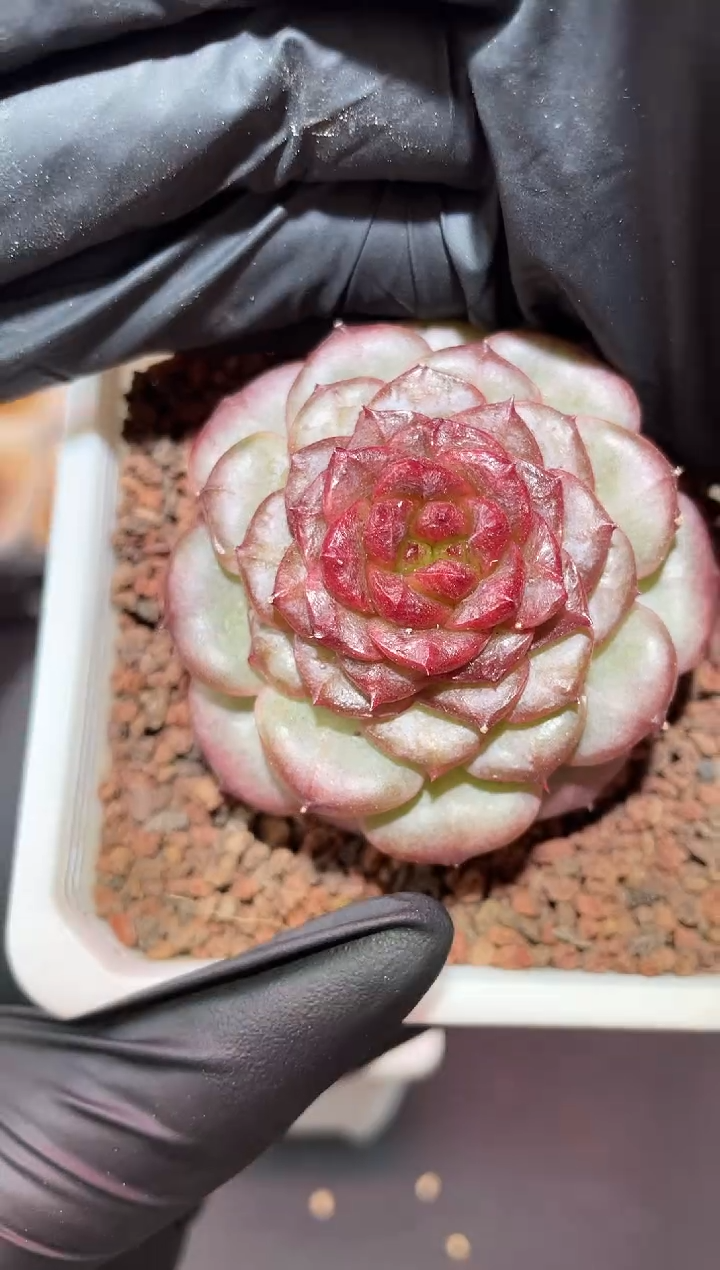 闪购837 黑露多肉一颗 