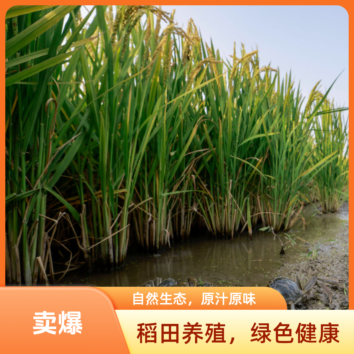 活蟹 盘锦河蟹 全母蟹 1.3-1.5两 2.5斤（大约18只）159