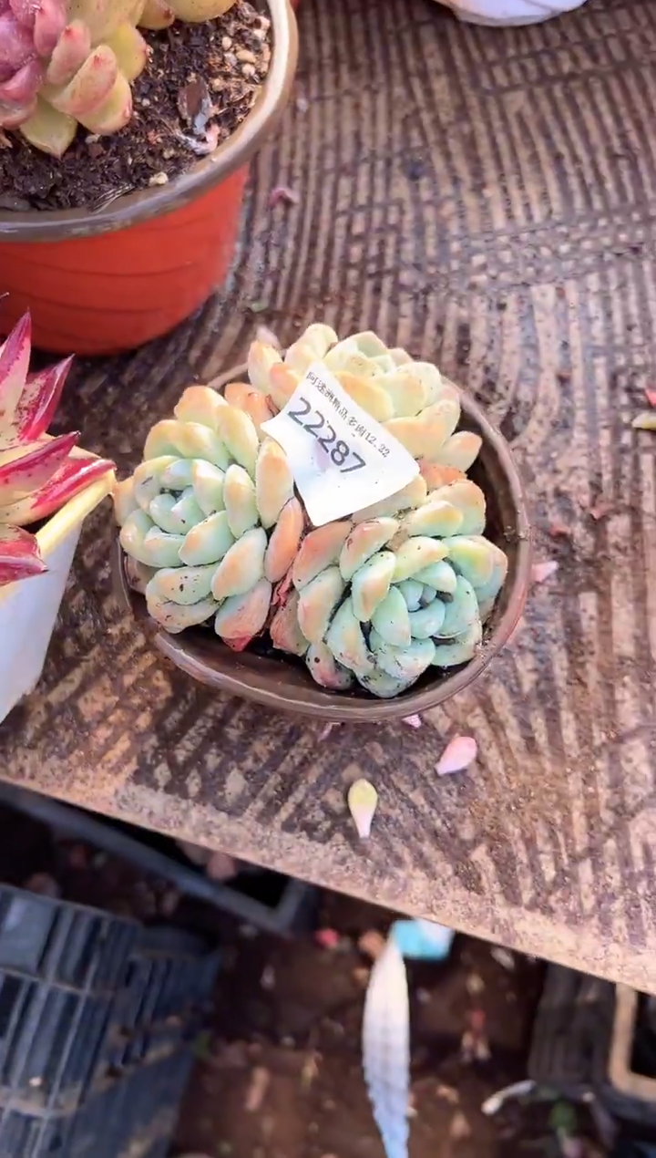 爱**人多肉植物一物一拍22287