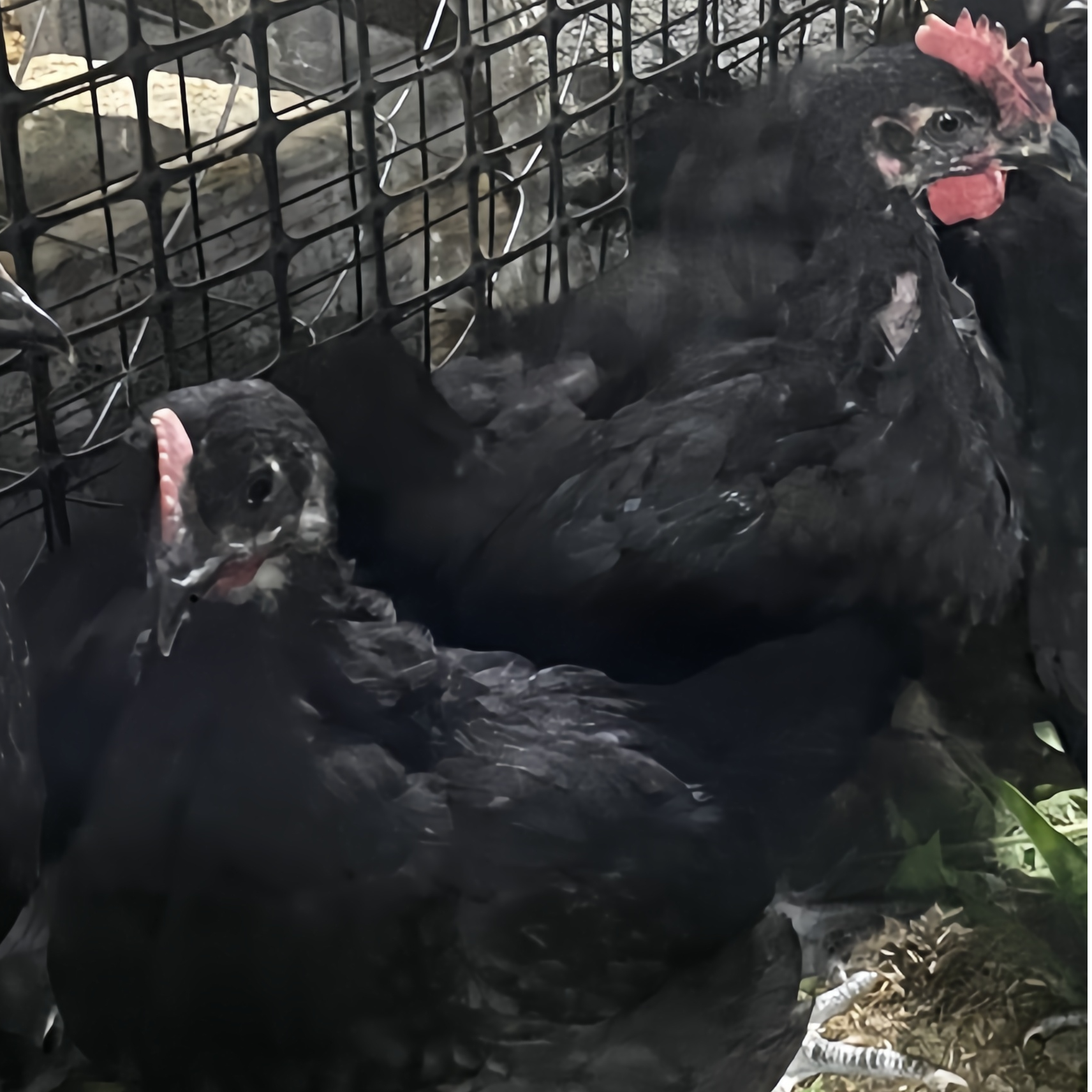 【活体】 宠物鸡 全身毛黑 体态圆润 庭院观赏鸡