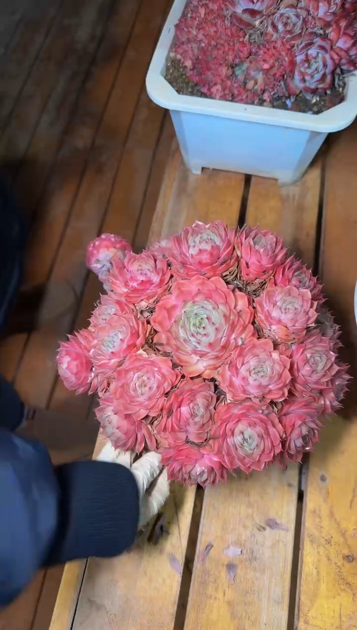 230#昂斯诺大群（25cm）带土球