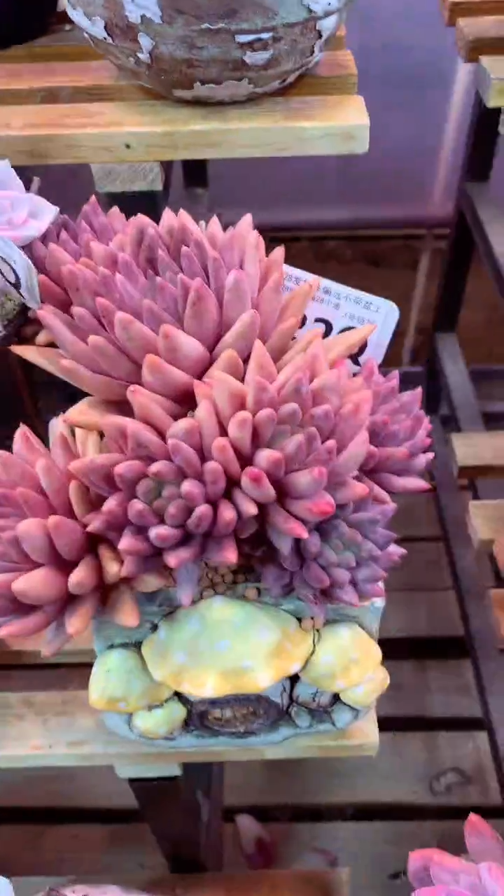 322Q（一物一拍，精品多肉，所见即所得 ）