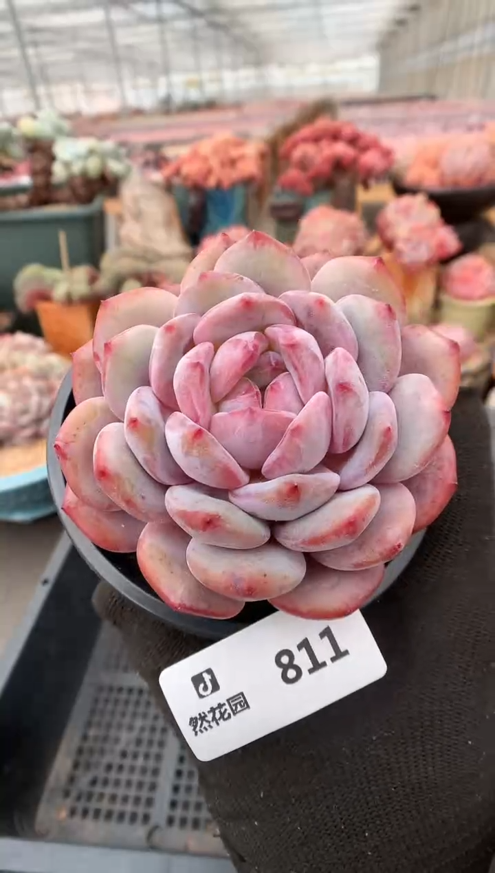 【闪购商品】811星影一物一拍