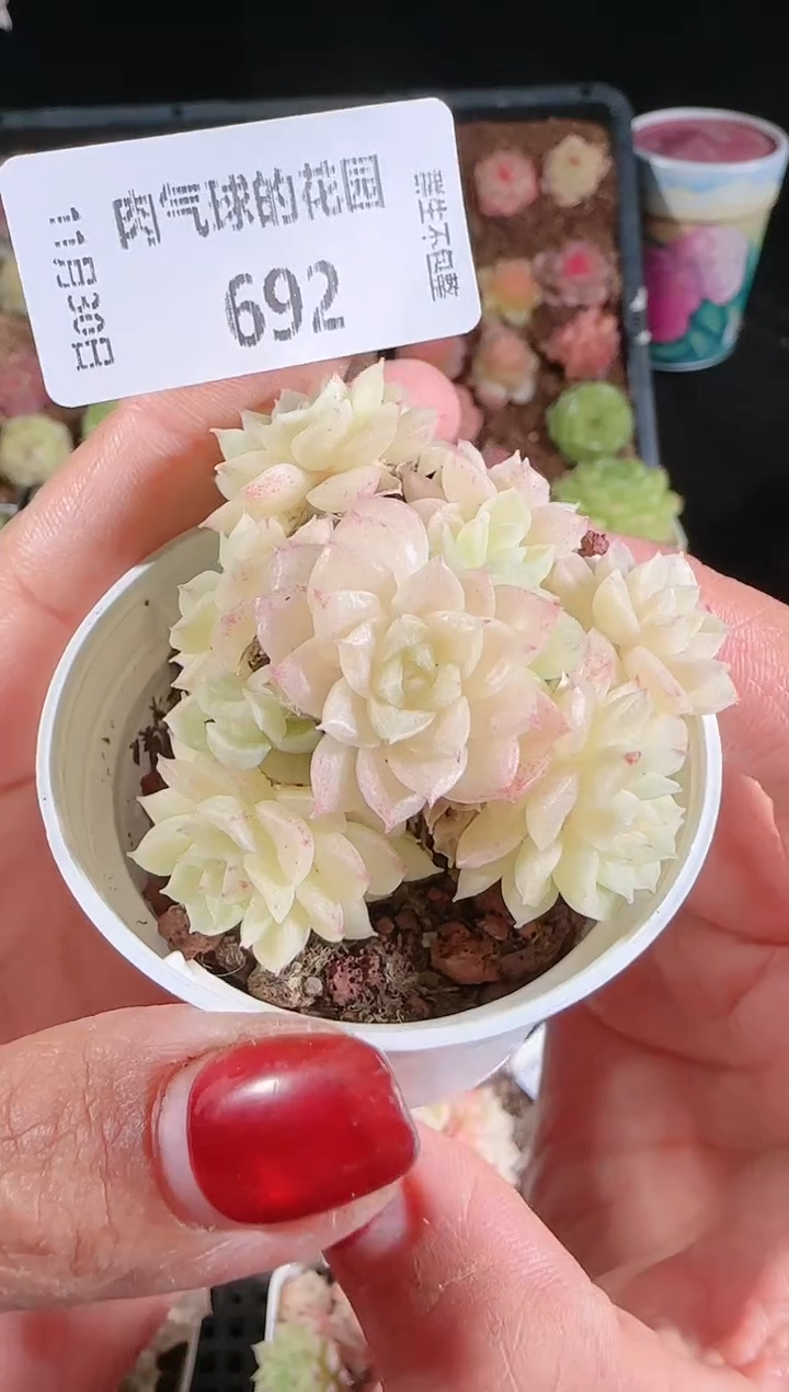 1130-692多肉群生不包整