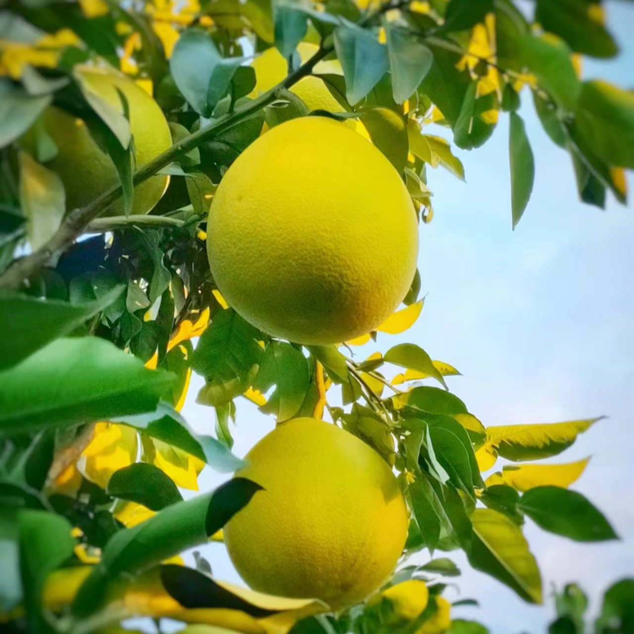 小小果广丰马家柚果园现摘先发果肉饱满汁水充足精选袋装快速发货