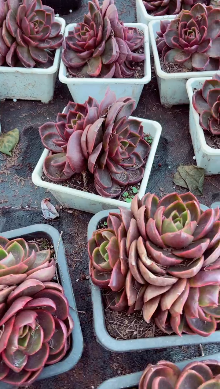 群生红灯精品美肉