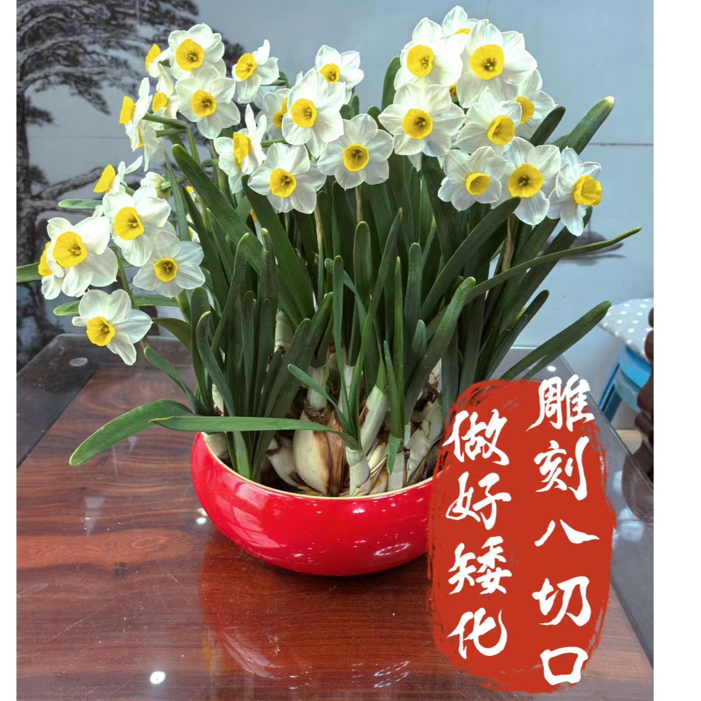 【回馈粉丝】漳州水仙花下水矮化养护好花王种球水培室内水培植物