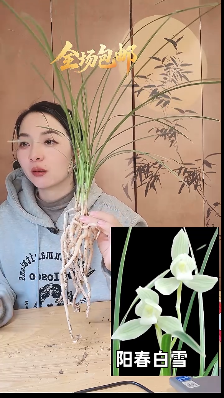 当前无花栽培后可以开花阳春白雪