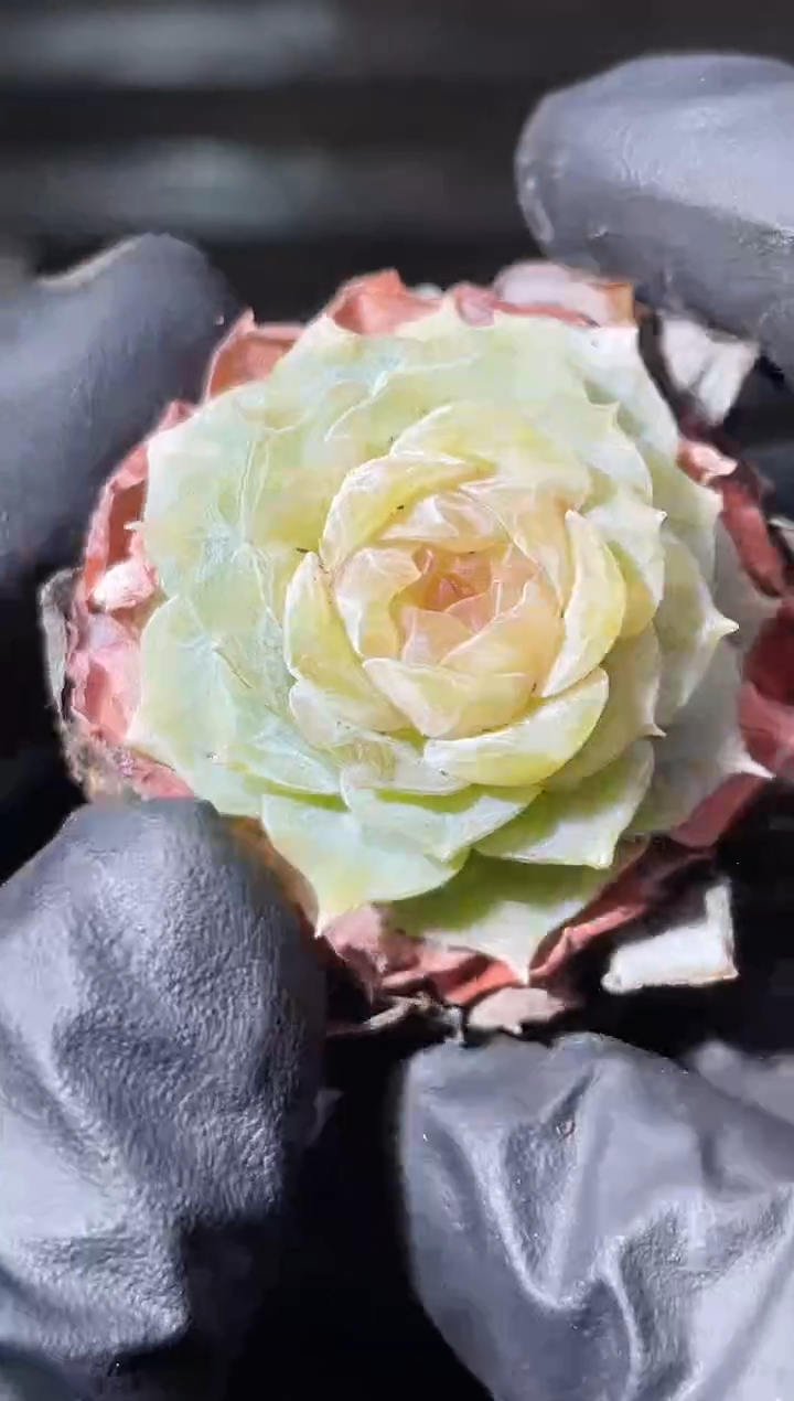 24-45霓裳羽衣2-3厘米量拍发一颗