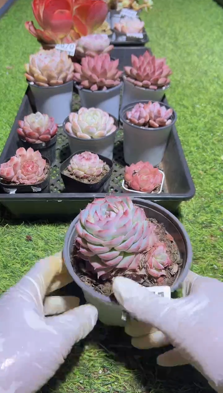 【闪购商品】信福多肉一物一拍