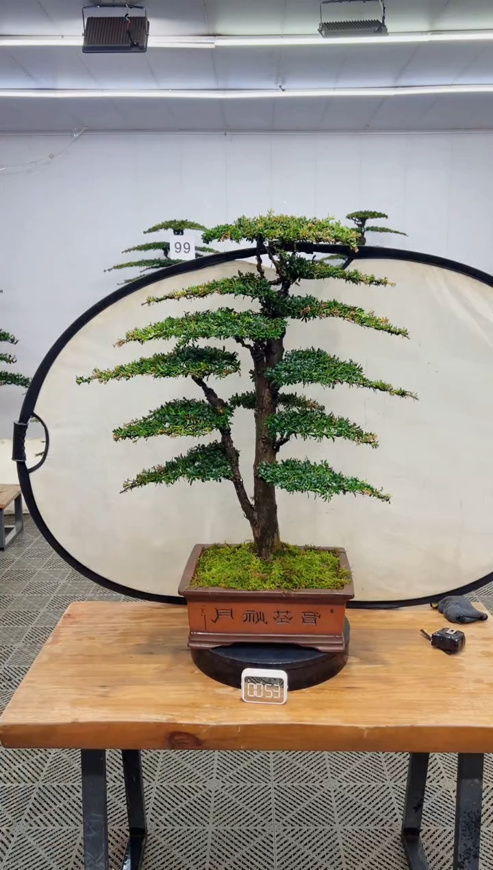 无花朵造型盆景一物一拍