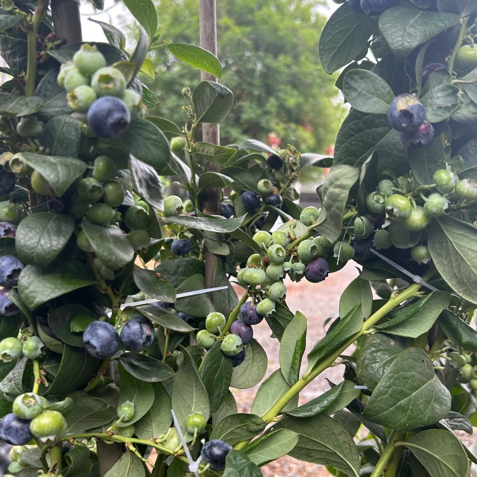 黑哥的花园花香蓝莓L25庭院盆地栽都合适新手也能种