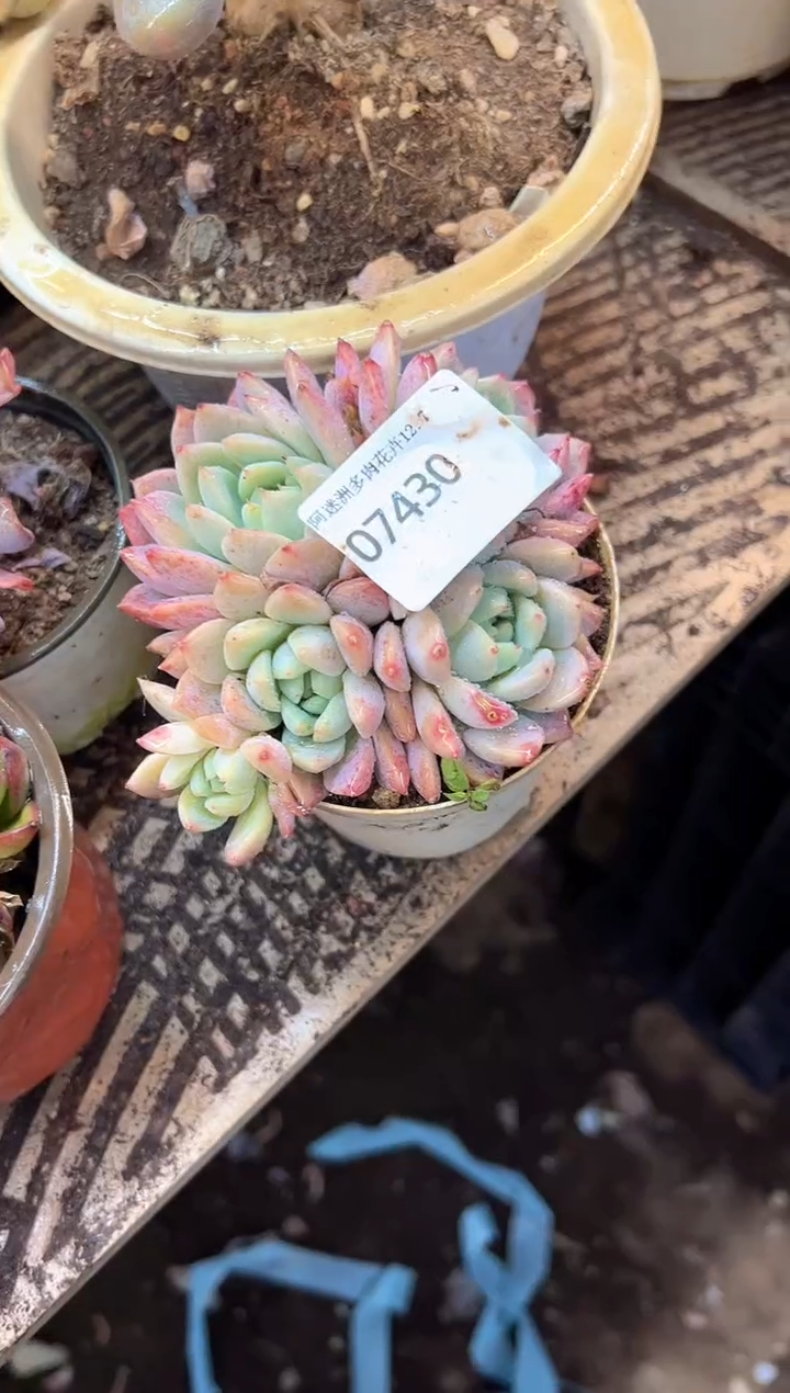 ?**斯多肉植物一物一拍07430