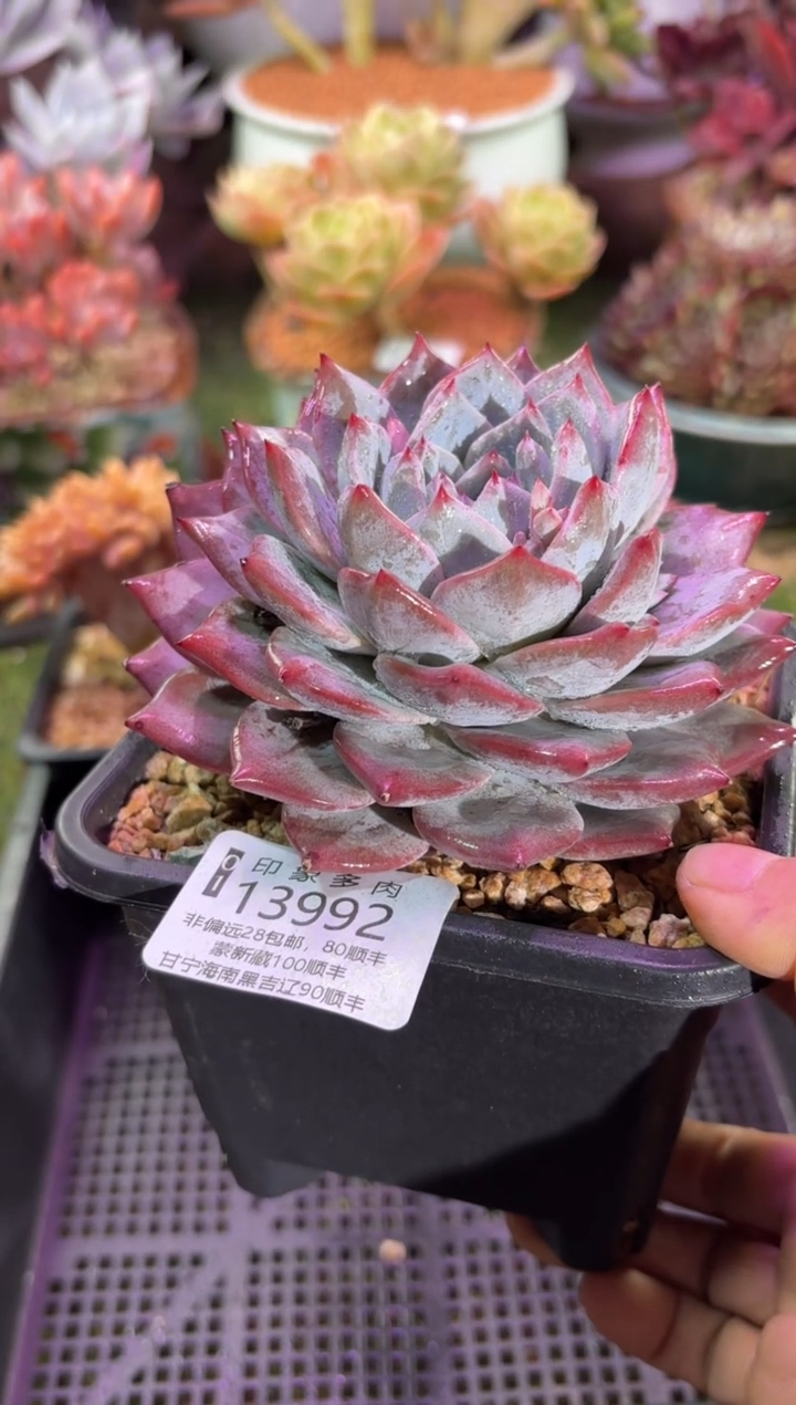 【闪购商品】13992