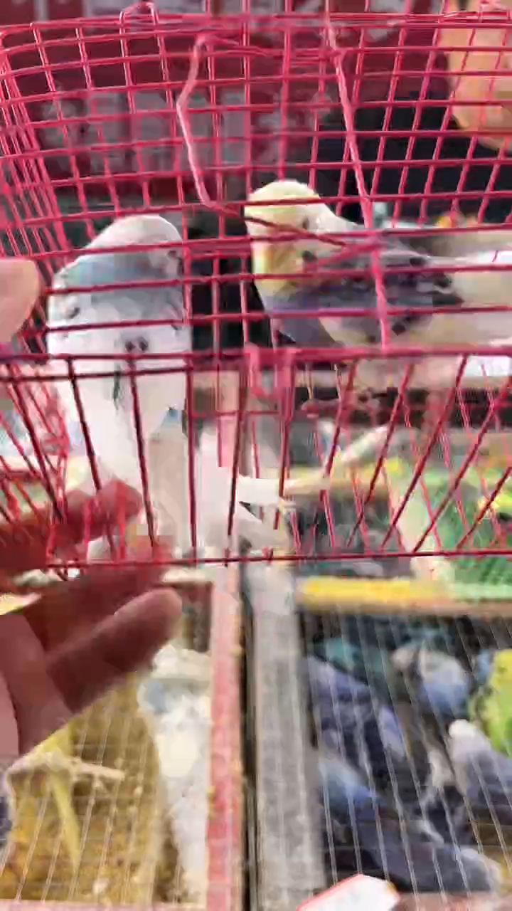 虎皮鹦鹉虎皮鹦鹉