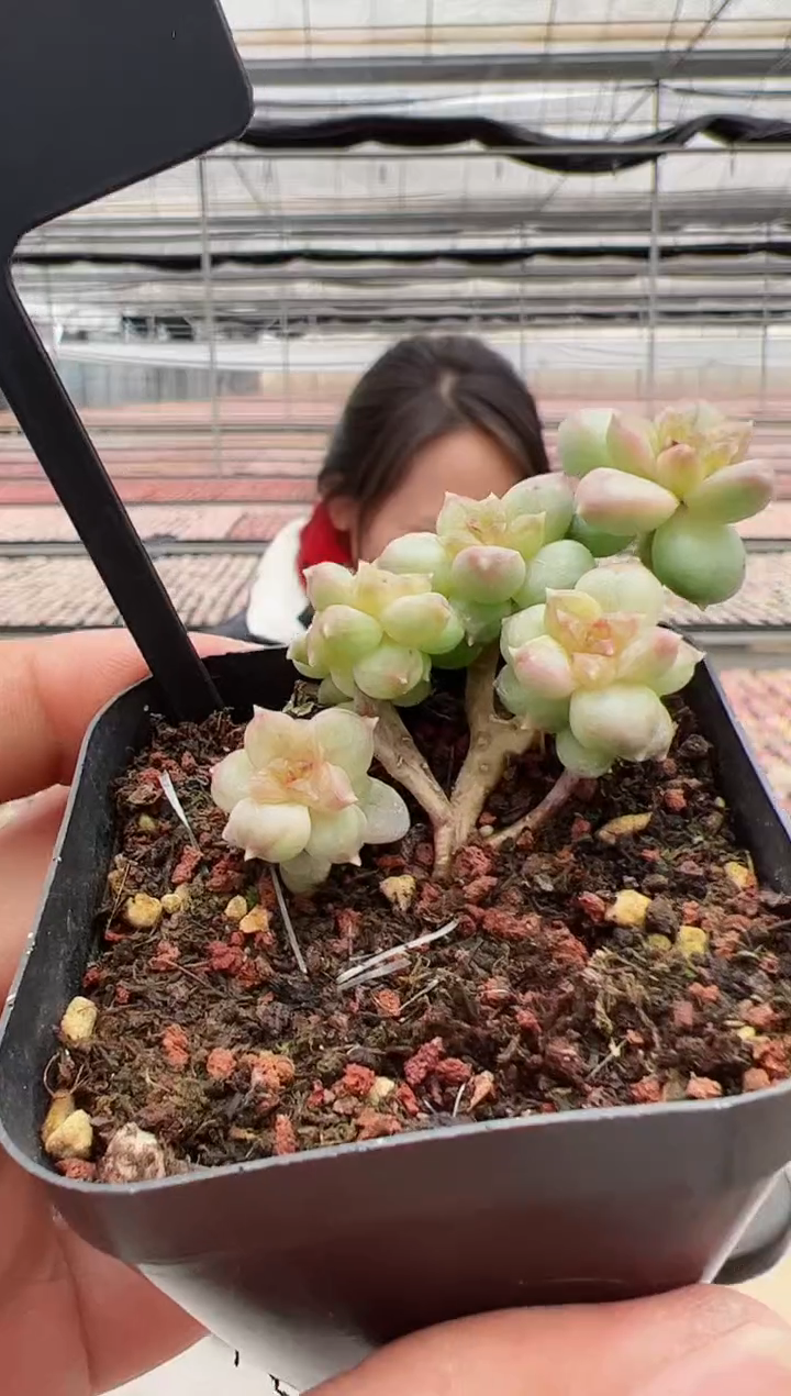 【闪购商品】新款多肉197