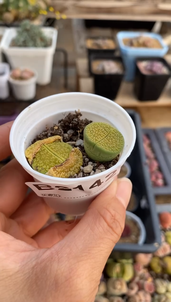 【闪购商品】2142直播一物一拍