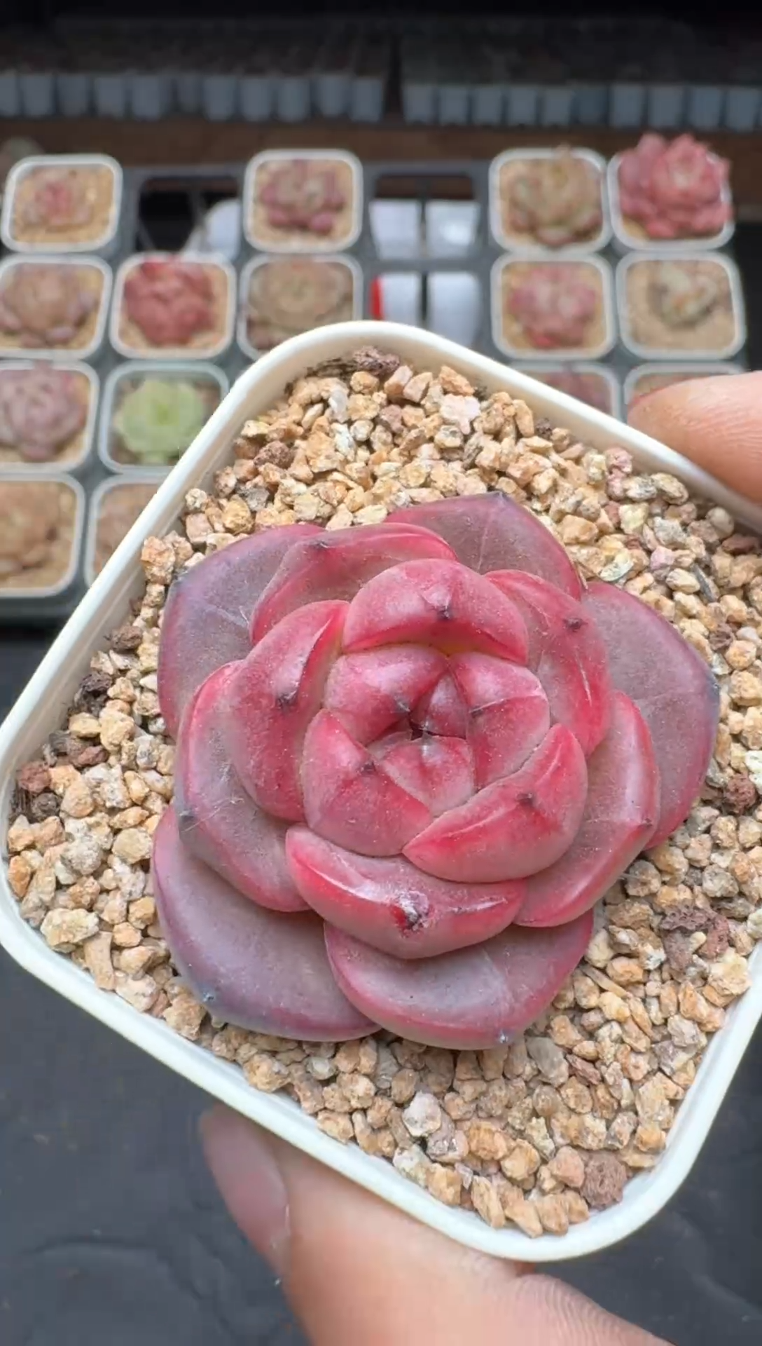 【闪购商品】3单包邮珍妮多肉一物一拍596