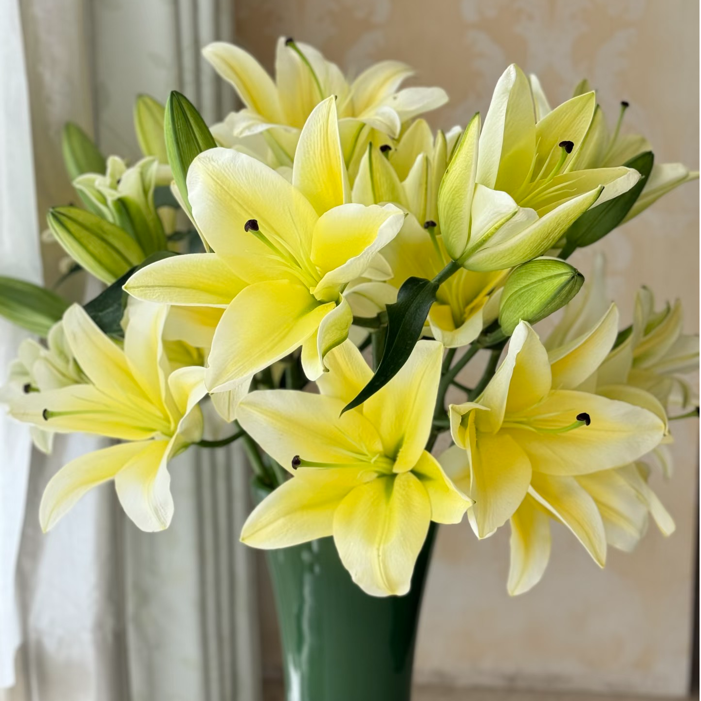 黄色百合单瓣百合鲜切花云南基地发鲜花1单普快2单顺丰3单送配草