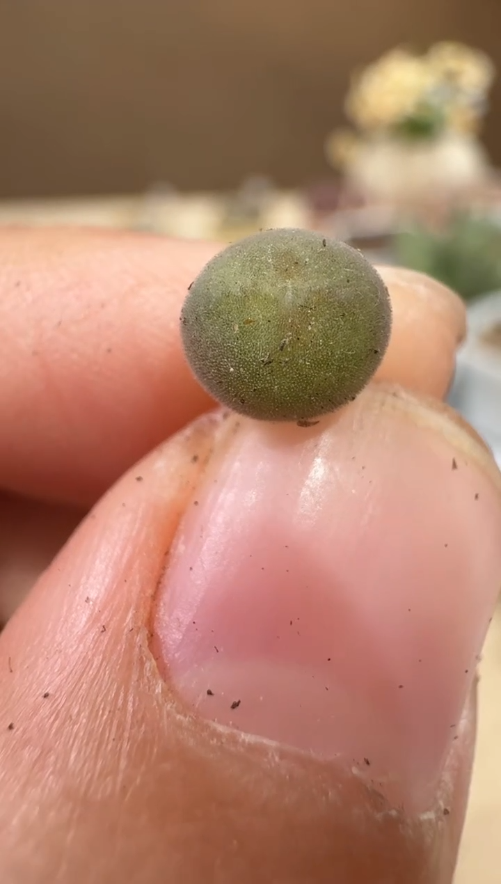 28-8多肉植物肉锥