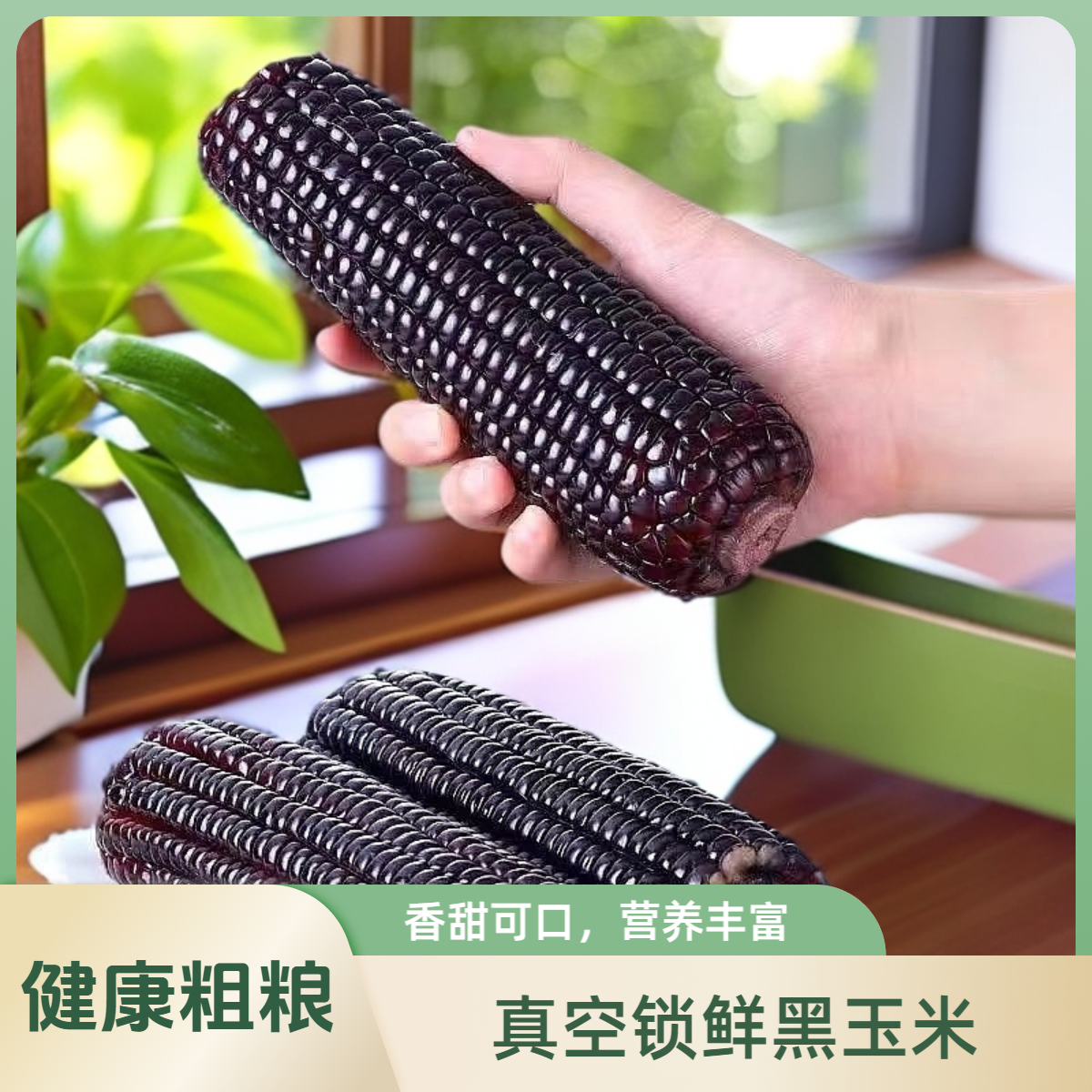 10支东北黑糯玉米真空包装健康粗粮家庭食品级低脂甜糯独立包装