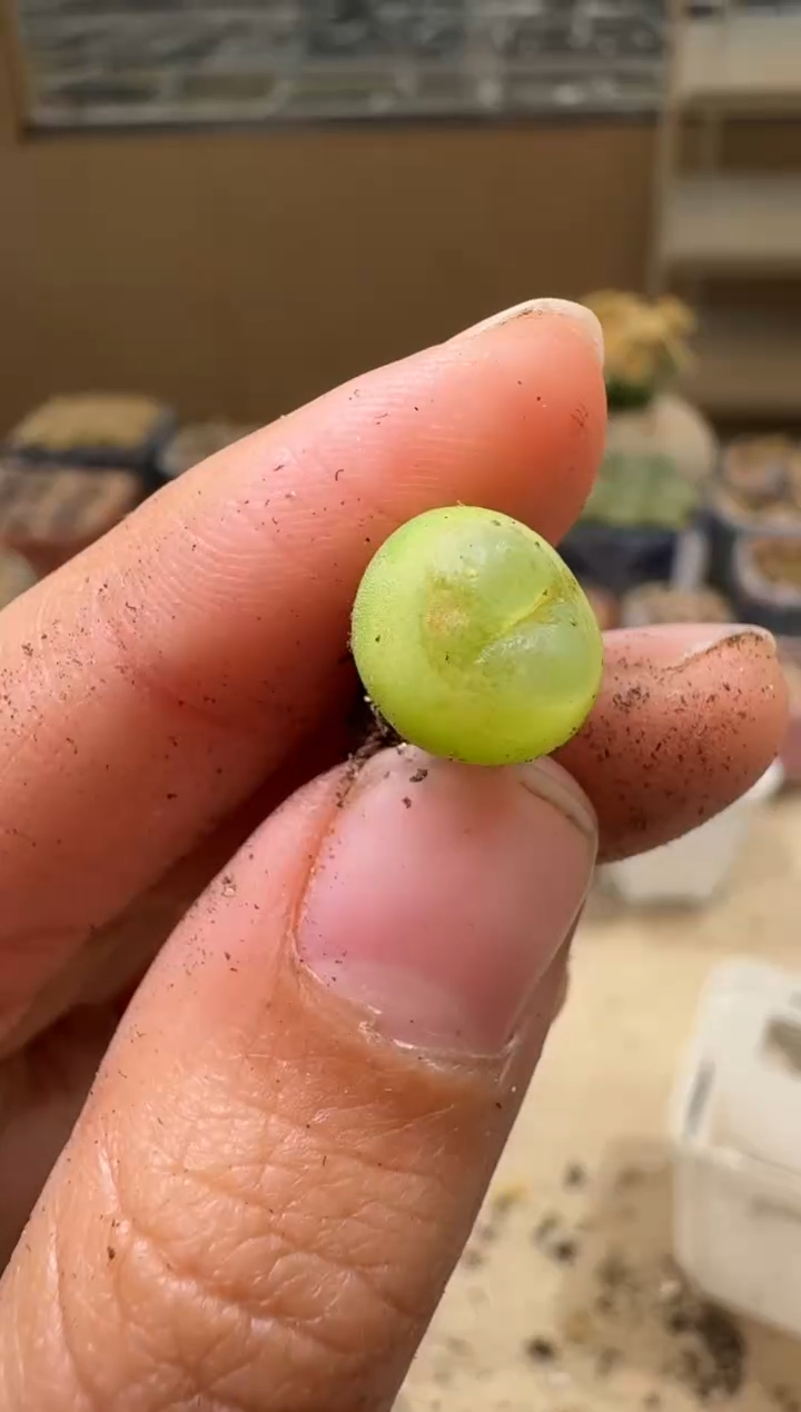 6-167多肉植物肉锥奶嘴干伤