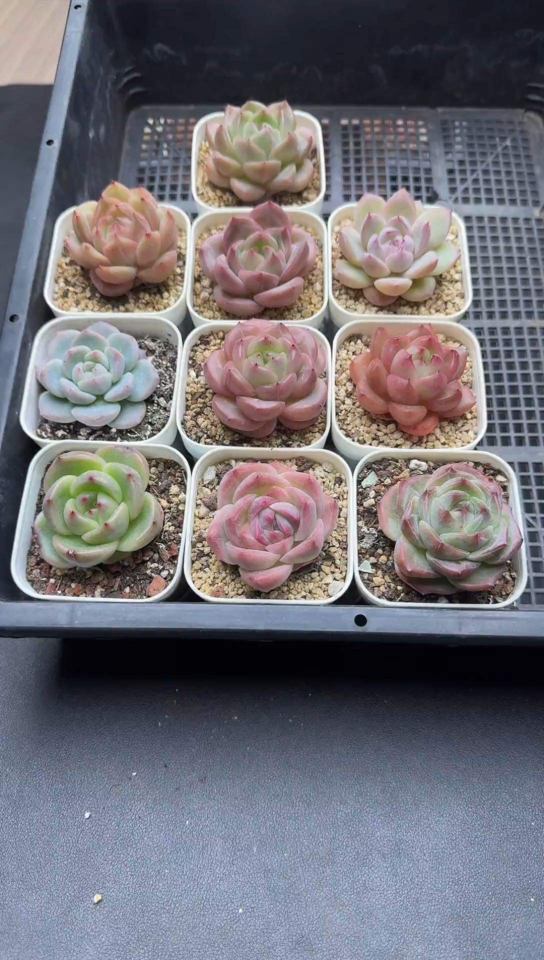 珍妮杂交多肉A606