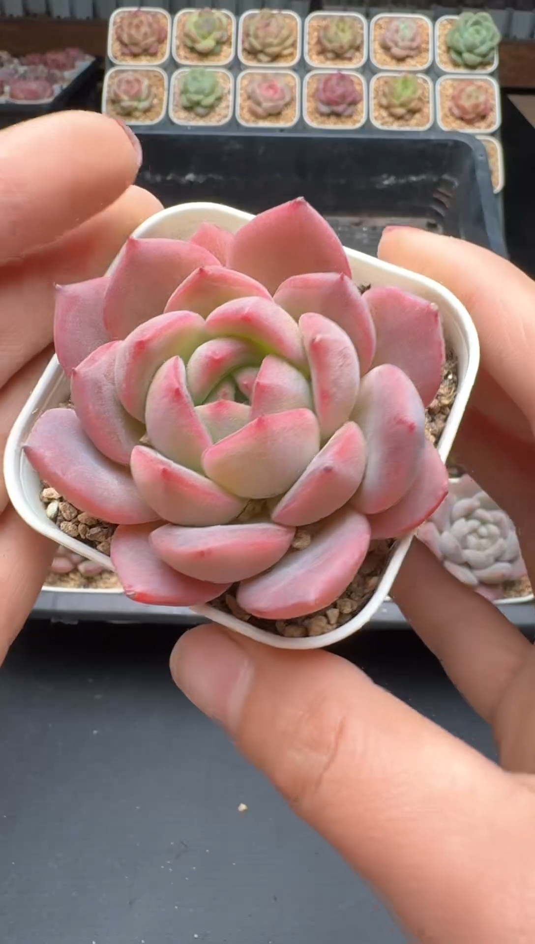 【闪购商品】535号 珍妮杂交多肉 花卉植物