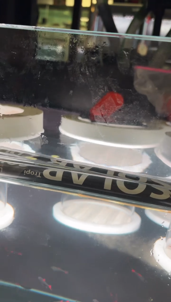 灯科鱼路*非B08-5号灰太狼2.5cm左右（不包黑点）1条