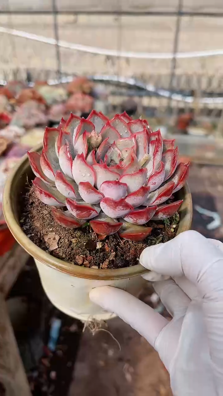 【闪购商品】13198