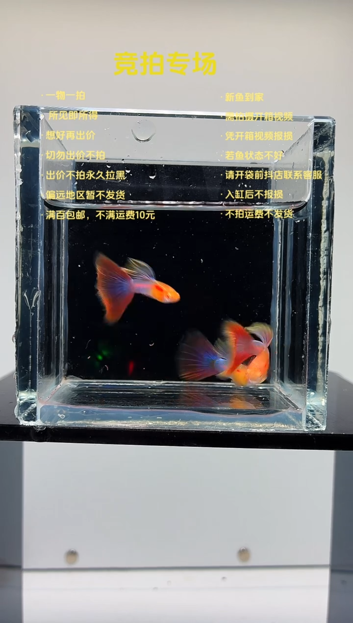 孔雀鱼三条天使彩虹公鱼-86