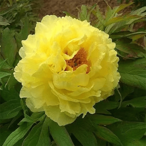 【海黄】正宗洛阳重瓣牡丹花苗北方耐寒盆栽地栽室内庭院花卉牡丹苗
