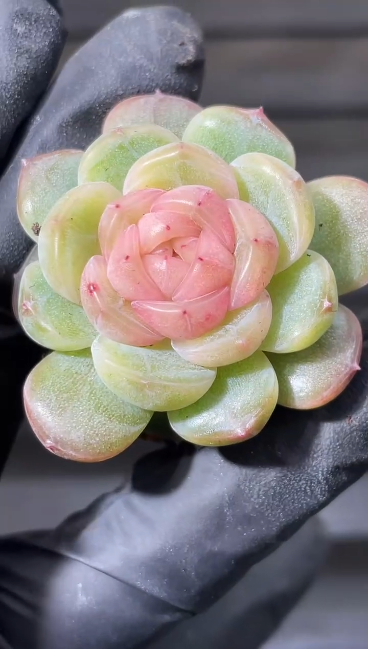 002     一物一拍