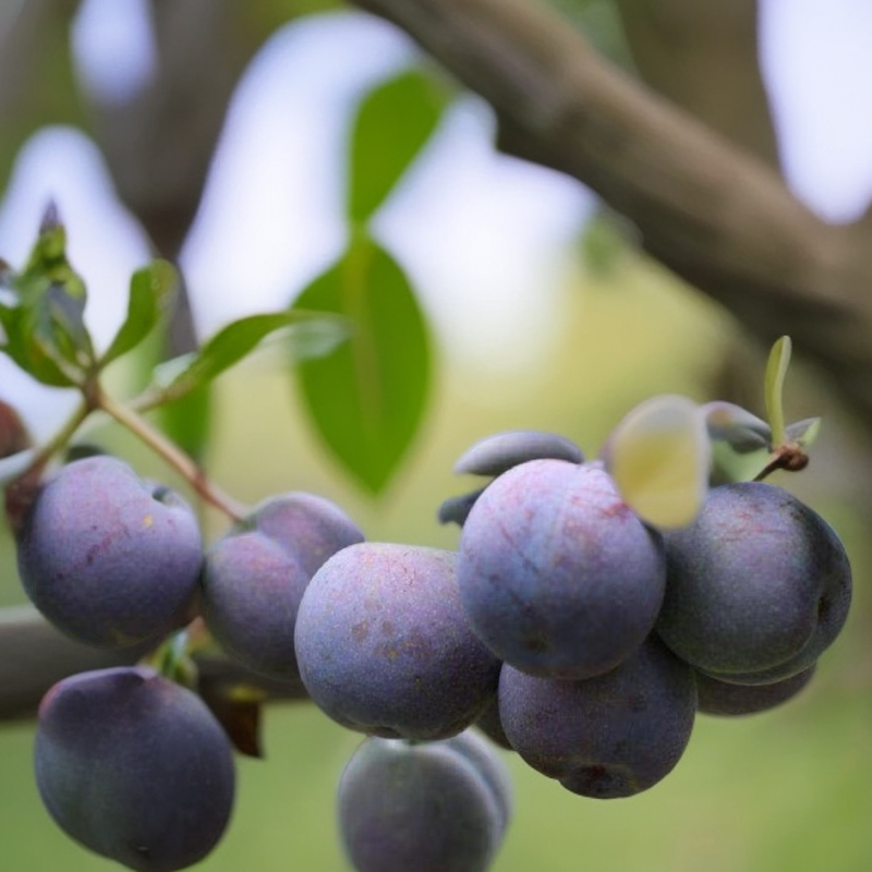 五月脆李树接穗 树苗