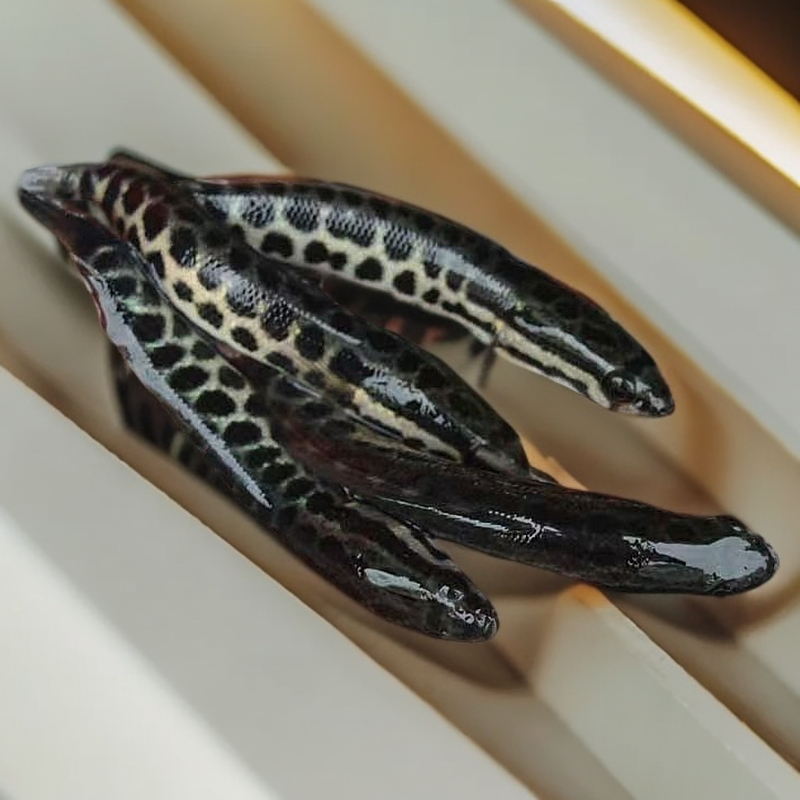 优质杂交黑鱼黑鱼苗淡水水中活体养殖