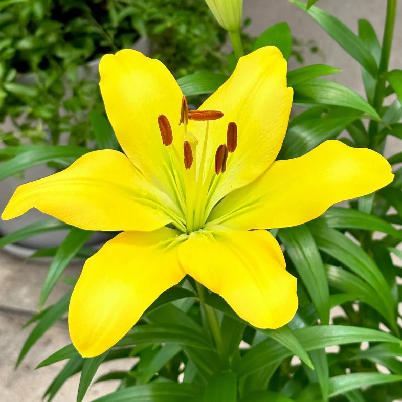 【黄柚/甜柚】16/18 LA林荫百合种球进口百合种球进口种球